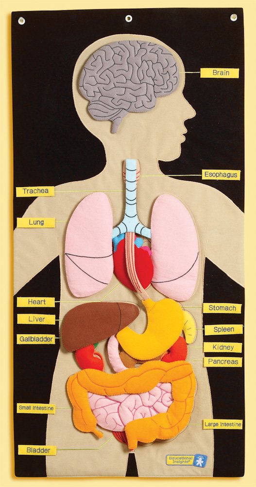 My Body Activity Centre