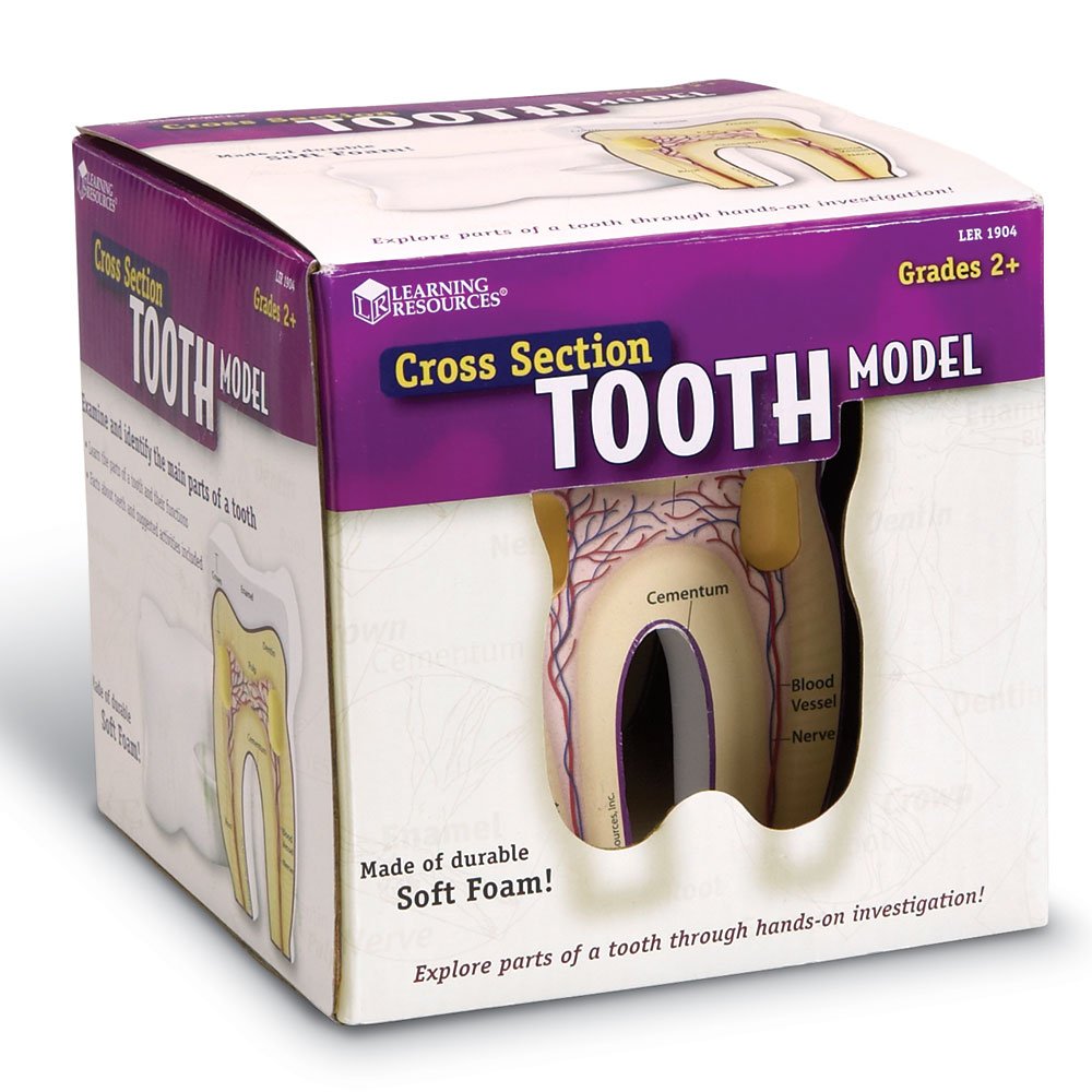 Cross Section Tooth Model