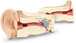 [4024-1045] Cross Section Ear Model