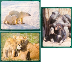 [4023-1041] SET 3 SOFT PUZZLE ANIMALS